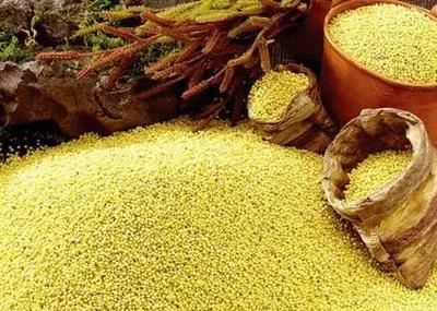 淶源小米 保定山水間的黃金饋贈